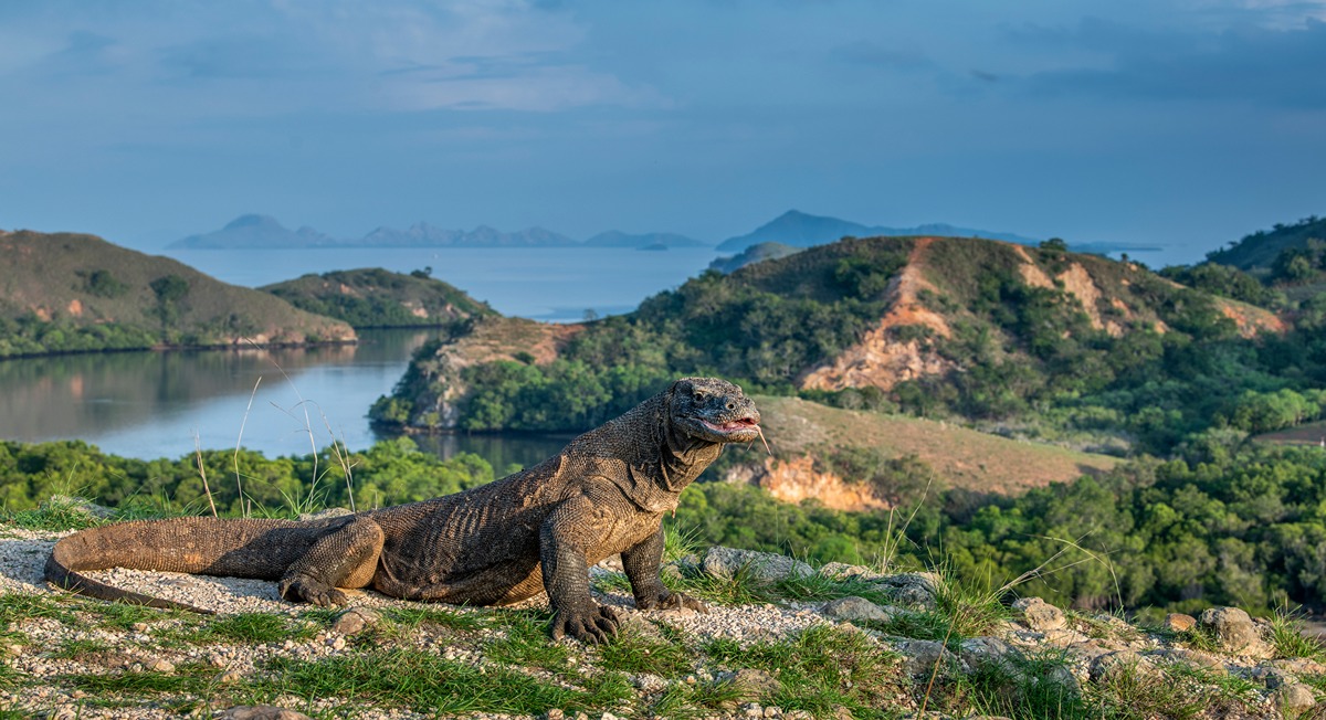 Day 4 - Rinca Island