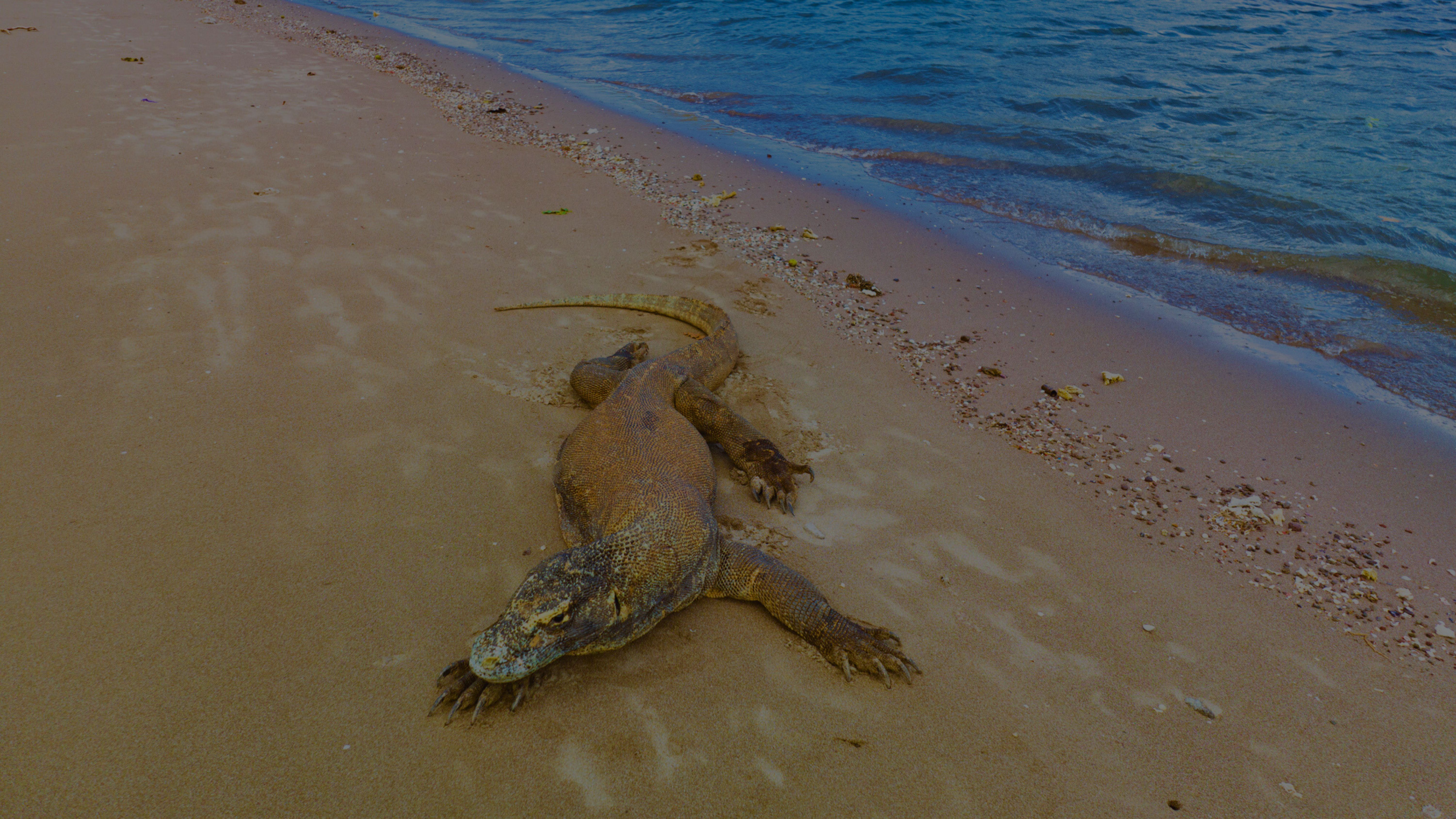 Komodo Island Yacht Charter