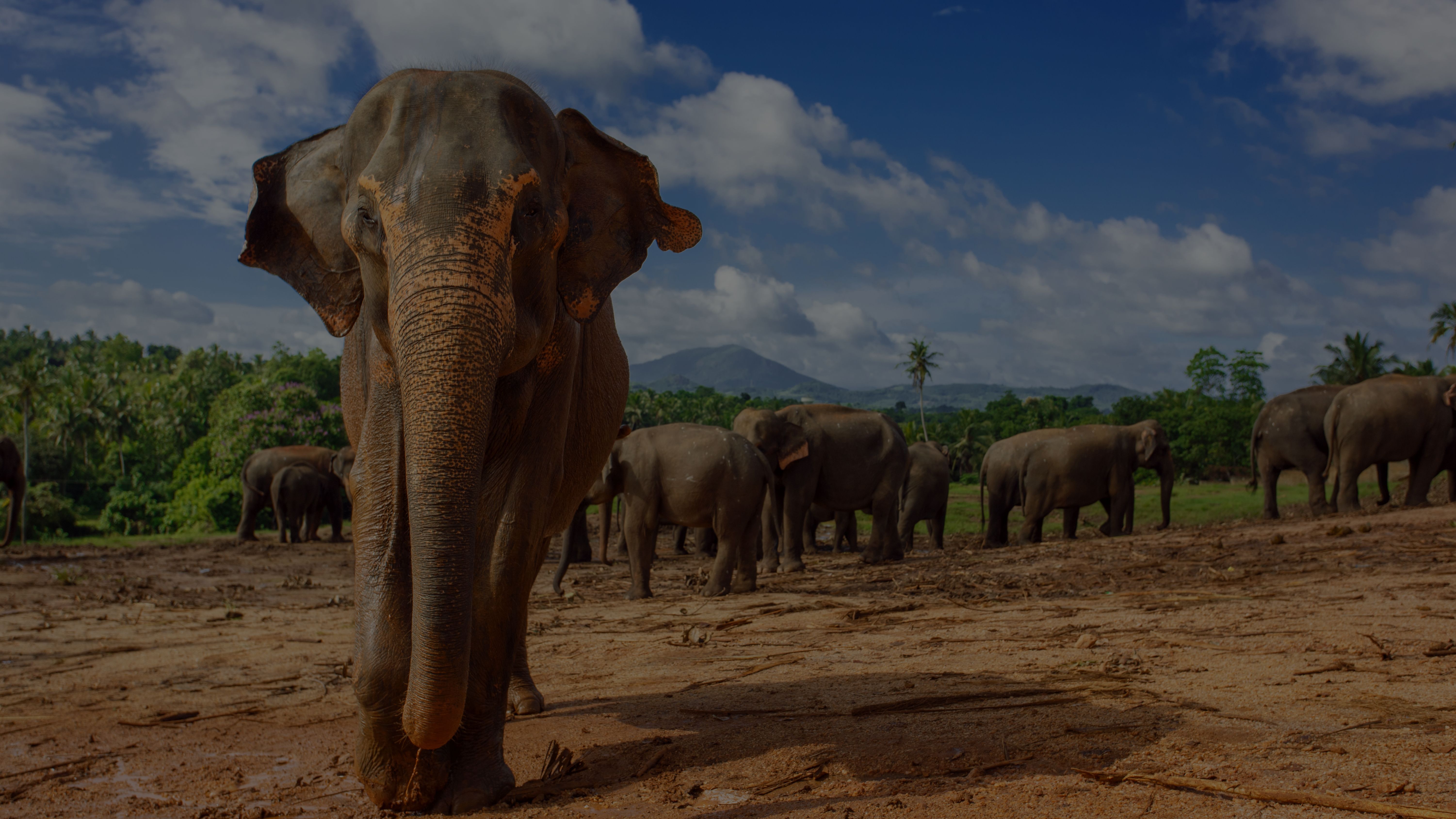 Sri Lanka Yacht Charter